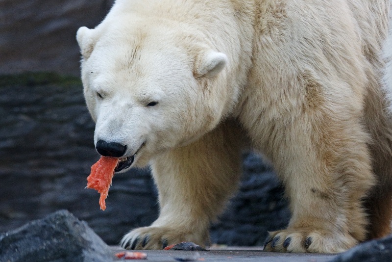 Foto (c) Tomáš Adameck, Zoo Praha